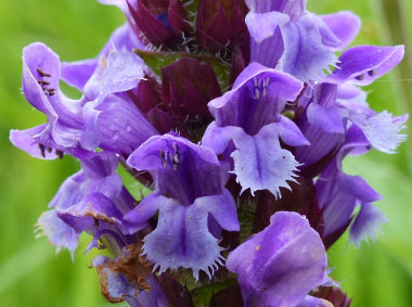 self heal flower close up