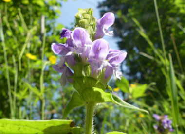 self heal image