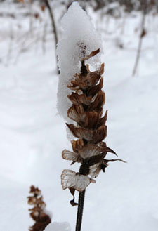 self heal winter 1