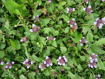 self heal