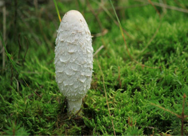 coprinus comatus edible