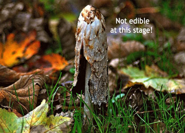 coprinus comatus