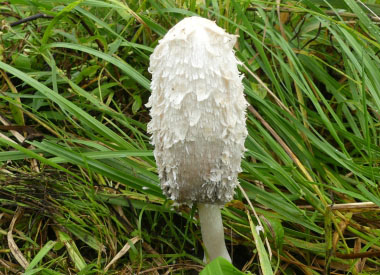 shaggy mane mushroom