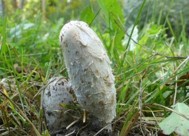 shaggy mane mushrooms