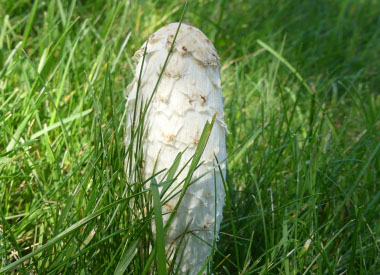 shaggy mane