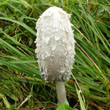 Shaggy Mane