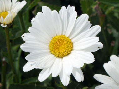 shasta daisy flower