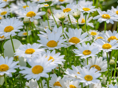 shasta daisy flowers