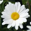 Shasta Daisy