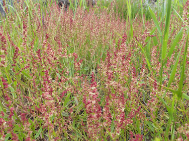 sheep sorrel field