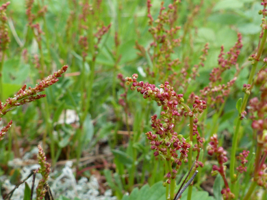 sheep sorrel flowers