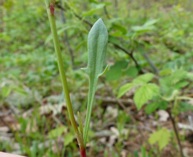 sheep sorrel leaf closeup