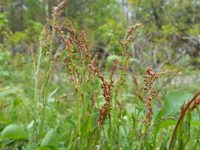 sheep sorrel_flowering