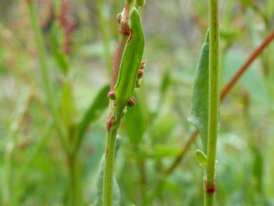 sheep sorrel_stem