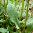 Sheep Sorrel