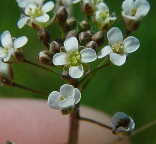 shepherds purse flower