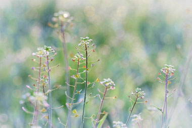 shepherds purse mature