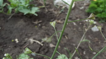 shepherds purse seed pod