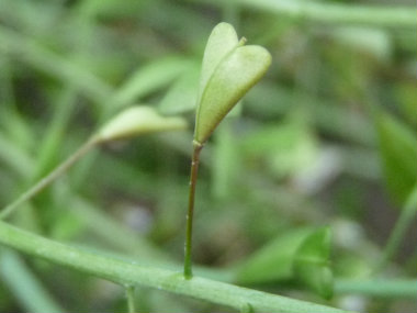 shepherds purse seeds