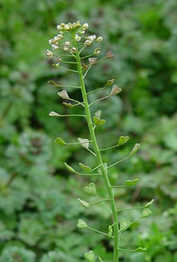 shepherds purse stem