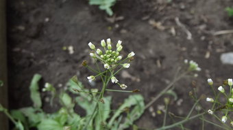 shepherds_purse flower 2