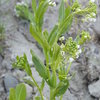 Shepherds Purse