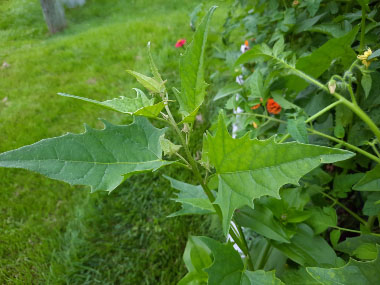atriplex sagittata