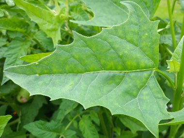 shining orache leaf