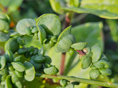 shining orache seeds