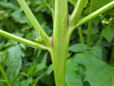 shining orache stem