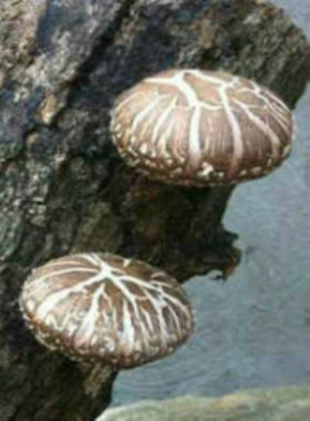 donko mushrooms