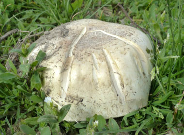 sidewalk mushroom cap