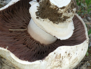 sidewalk mushroom gills