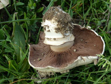 sidewalk mushroom stipe