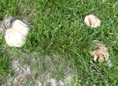 sidewalk mushrooms