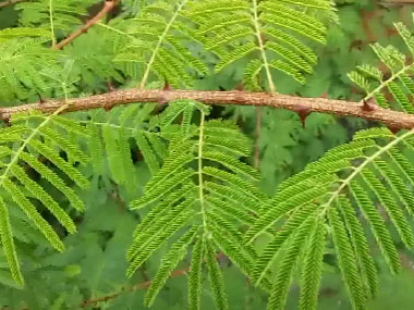 mimosa leaves