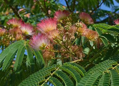 persian silk tree