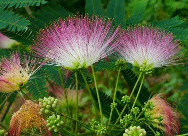 silk tree flowers