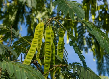 silk tree seedpods