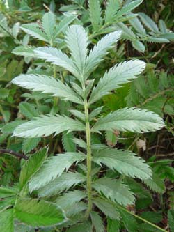silverweed leaf