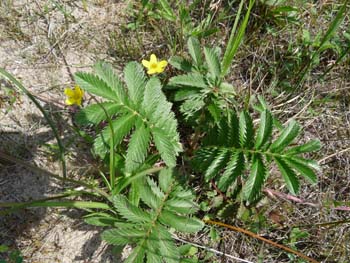 silverweed