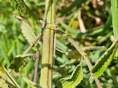 nettle stem trichomes