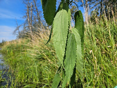 slender nettle leaves