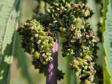 slender nettle seeds