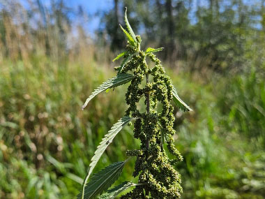 slender nettle