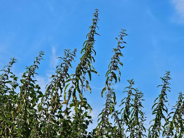 urtica gracilis