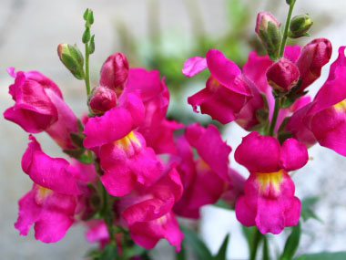 pink snapdragon flowers