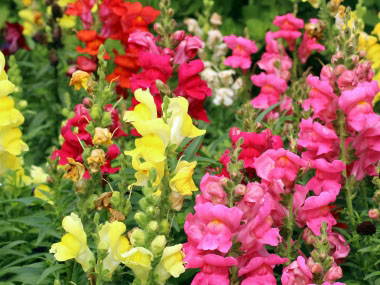 snapdragon flowers