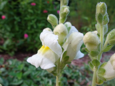 white snapdragon flowers