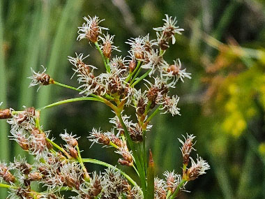 bulrush flowers
